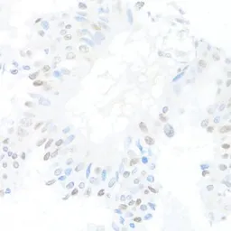 Anti-CREM antibody used in IHC (Paraffin sections) (IHC-P). GTX32538