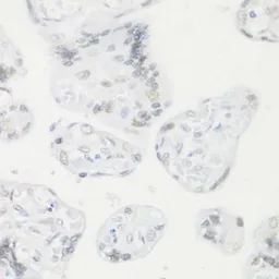 Anti-CREM antibody used in IHC (Paraffin sections) (IHC-P). GTX32538