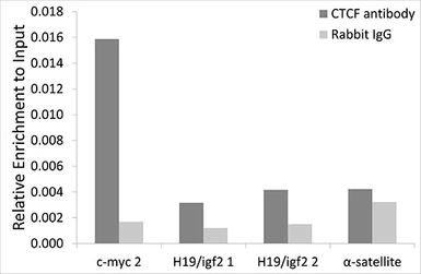 Anti-CTCF antibody used in ChIP assay (ChIP assay). GTX32541