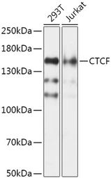Anti-CTCF antibody used in Western Blot (WB). GTX32541