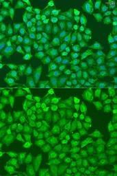 Anti-CTCF antibody used in Immunocytochemistry/ Immunofluorescence (ICC/IF). GTX32541