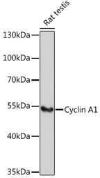 Anti-Cyclin A1 antibody used in Western Blot (WB). GTX32544