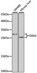 Anti-DKK4 antibody used in Western Blot (WB). GTX32563