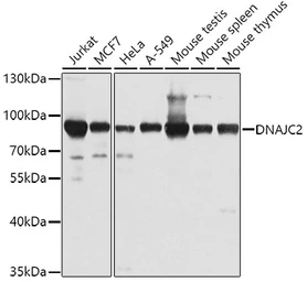 Anti-DNAJC2 antibody used in Western Blot (WB). GTX32564
