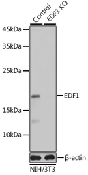 Anti-EDF1 antibody used in Western Blot (WB). GTX32571