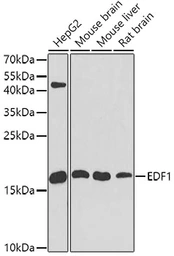 Anti-EDF1 antibody used in Western Blot (WB). GTX32571