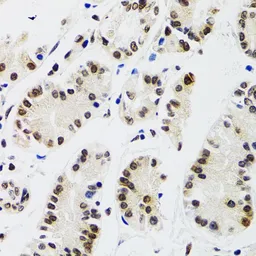 Anti-EDF1 antibody used in IHC (Paraffin sections) (IHC-P). GTX32571