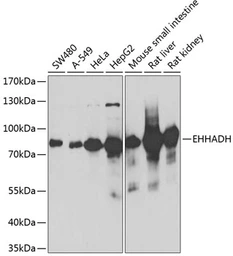 Anti-EHHADH antibody used in Western Blot (WB). GTX32575