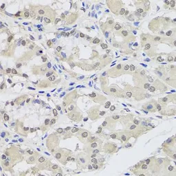 Anti-EIF2C2 antibody used in IHC (Paraffin sections) (IHC-P). GTX32577
