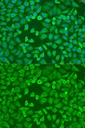 Anti-EIF3A antibody used in Immunocytochemistry/ Immunofluorescence (ICC/IF). GTX32578