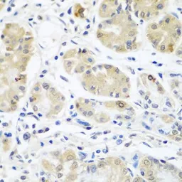Anti-EIF3A antibody used in IHC (Paraffin sections) (IHC-P). GTX32578