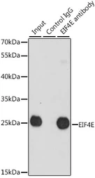 Anti-eIF4E antibody used in Immunoprecipitation (IP). GTX32580