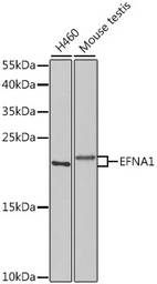 Anti-Ephrin A1 antibody used in Western Blot (WB). GTX32588