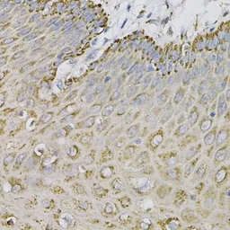 Anti-Ephrin A1 antibody used in IHC (Paraffin sections) (IHC-P). GTX32588