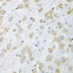 Anti-ERp57 antibody used in IHC (Paraffin sections) (IHC-P). GTX32592