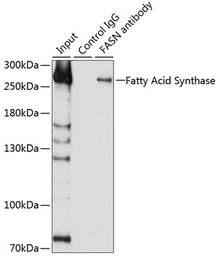 Anti-Fatty Acid Synthase antibody used in Immunoprecipitation (IP). GTX32598