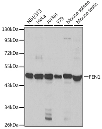 Anti-FEN1 antibody used in Western Blot (WB). GTX32600