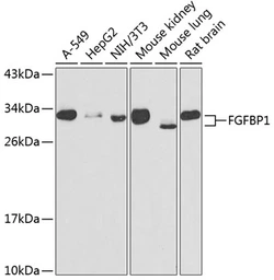 Anti-FGFBP1 antibody used in Western Blot (WB). GTX32601