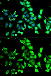 Anti-FKBP8 antibody used in Immunocytochemistry/ Immunofluorescence (ICC/IF). GTX32606