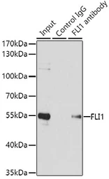 Anti-FLI1 antibody used in Immunoprecipitation (IP). GTX32607