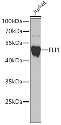 Anti-FLI1 antibody used in Western Blot (WB). GTX32607