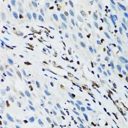 Anti-FLI1 antibody used in IHC (Paraffin sections) (IHC-P). GTX32607
