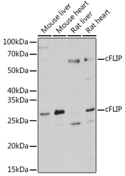 Anti-FLIP antibody used in Western Blot (WB). GTX32608