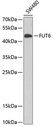 Anti-FUT6 antibody used in Western Blot (WB). GTX32612