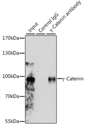 Anti-gamma Catenin antibody used in Immunoprecipitation (IP). GTX32619