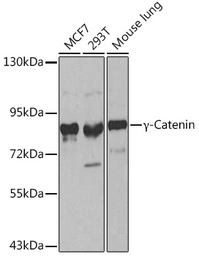 Anti-gamma Catenin antibody used in Western Blot (WB). GTX32619