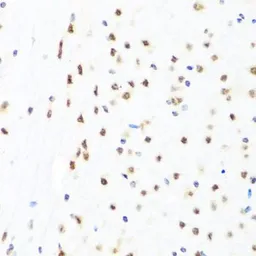 Anti-GATA2 antibody used in IHC (Paraffin sections) (IHC-P). GTX32620