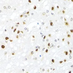 Anti-GATA2 antibody used in IHC (Paraffin sections) (IHC-P). GTX32620