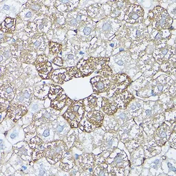Anti-Glutamine synthetase antibody used in IHC (Paraffin sections) (IHC-P). GTX32627