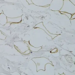 Anti-GPD1 antibody used in IHC (Paraffin sections) (IHC-P). GTX32630