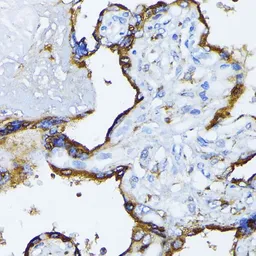 Anti-Grp78 antibody used in IHC (Paraffin sections) (IHC-P). GTX32636