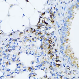 Anti-Grp78 antibody used in IHC (Paraffin sections) (IHC-P). GTX32636