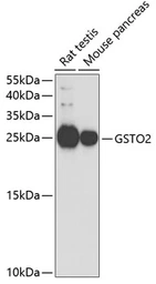 Anti-GSTO2 antibody used in Western Blot (WB). GTX32638