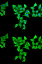 Anti-HAPLN1 antibody used in Immunocytochemistry/ Immunofluorescence (ICC/IF). GTX32643