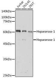 Anti-Heparanase 1 antibody used in Western Blot (WB). GTX32650