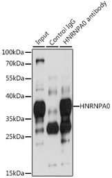 Anti-hnRNP A0 antibody used in Immunoprecipitation (IP). GTX32659