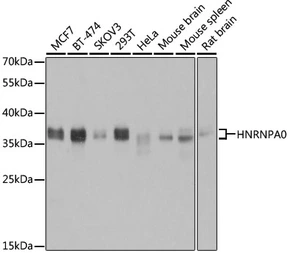 Anti-hnRNP A0 antibody used in Western Blot (WB). GTX32659