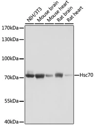 Anti-HSC70 antibody used in Western Blot (WB). GTX32660