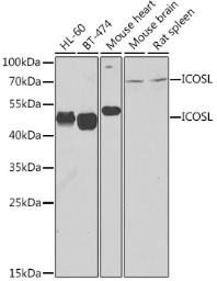 Anti-ICOS Ligand antibody used in Western Blot (WB). GTX32664