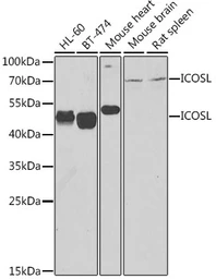 Anti-ICOS Ligand antibody used in Western Blot (WB). GTX32664
