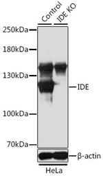 Anti-IDE antibody used in Western Blot (WB). GTX32665