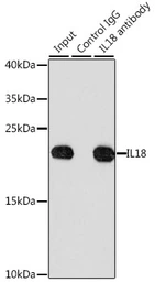 Anti-IL18 antibody used in Immunoprecipitation (IP). GTX32675