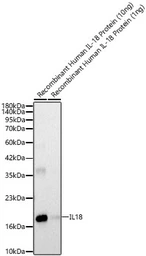 Anti-IL18 antibody used in Western Blot (WB). GTX32675