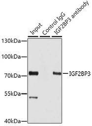 Anti-IMP3 antibody used in Immunoprecipitation (IP). GTX32680