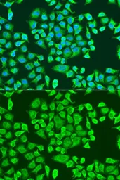 Anti-IMP3 antibody used in Immunocytochemistry/ Immunofluorescence (ICC/IF). GTX32680