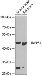 Anti-SKIP antibody used in Western Blot (WB). GTX32681